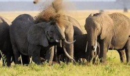 河南大象新闻一线爆料,揭秘背后真相